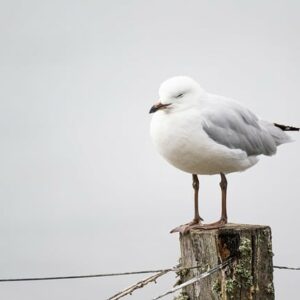 Read more about the article 12.a skolēnu atsauksmes par Liepājas teātra izrādi “Kaija”