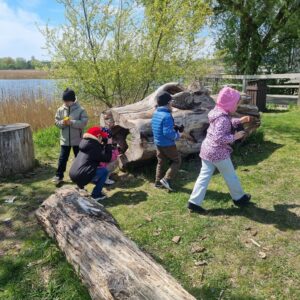 Read more about the article 1.b klase 14.maijā devās aizraujošā pārgājienā uz Dabas māju Zirgsalā pētīt putnus🐦‍⬛🦢🦆